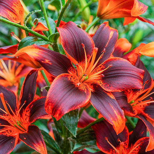 Forever Susan Asiatic Lily Dormant Bulbs, Orange Colored Flowers - 3 dormant Bulbs per Offer
