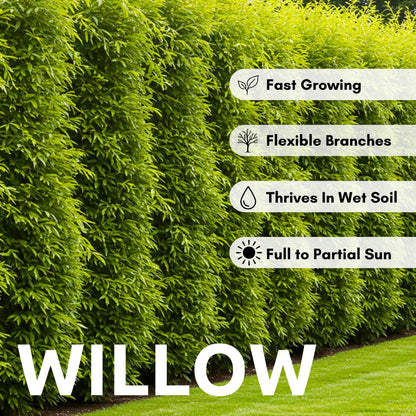 25 Jumbo Hybrid Willow Tree Cuttings - Much Thicker Root Stock - Approx 10 inches Tall, 5/8 in- 1+ Inch Thick Root Stock - Fast Privacy Shade Trees - Grows Fastest