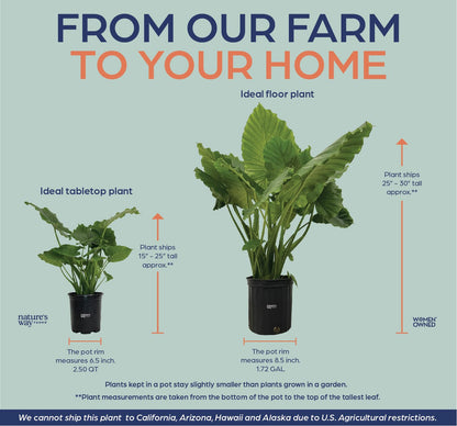 Nature's Way Farms Alocasia California Live Plant 25-30 in. Tall in Grower Pot