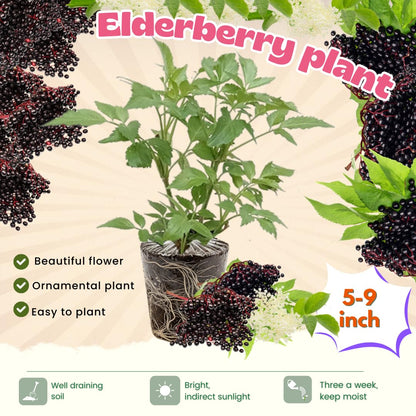 2 Elderberry Bushes Live Plants, 9 Months Old 5-9" in Tall Seedling, Elderberry Plants Live for Planting, Cold Hardy, Zones 3-8
