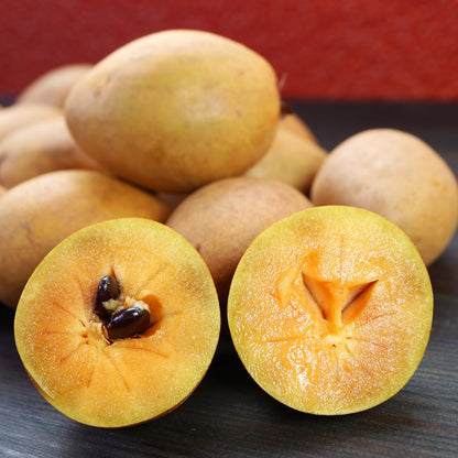 Live Sapodilla Tree, Tropical Sapodilla Fruit Tree, Sweet Fruit, 2–3 Feet Tall, Ready for Planting