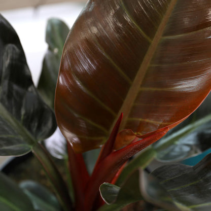Green Circle Growers 8in Philodendron Imperial Red in Grower Pot