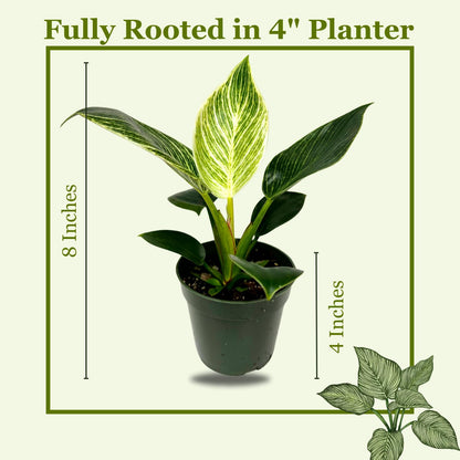 Philodendron Birkin Live Plant in 4" Pot - Philodendron Plant Live Easy to Care and Grow - Indoor Air Purifying Houseplants for Home Office Wedding Decor & Birthday Gift (Heat Pack Included)