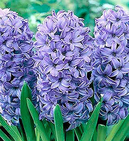 5 Delft Blue Hyacinth Bare Root Bulbs Bulbs Only