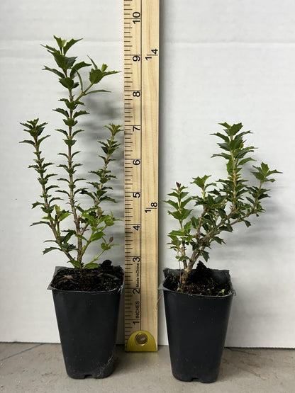 Live Plant - Party Princess 'Kaori Hime' Fragrant Sweet Tea Olive Osmanthus Fragrans-Starter