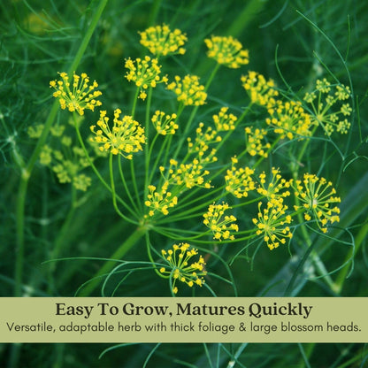 Clovers Garden Bouquet Dill Herb Plants – Two (2) Live Plants – Non-GMO - Not Seeds - Each 4" to 8" Tall – in 4" Inch Pots - Heirloom, Fragrant, Fast Growing