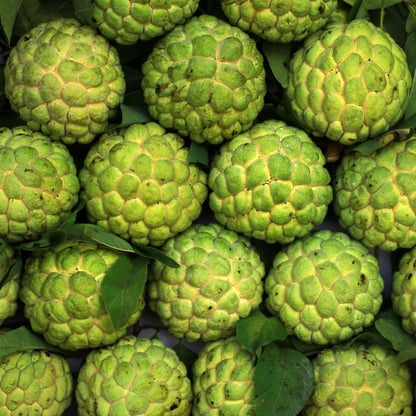 Green Sugar Apple Tree Live Plant, Tropical Custard Apple Fruit Plant, 1-2 Ft Tall in 1 Gallon Pot, Hardy, Cold Climate Ready, No Ship to CA,HI,AK