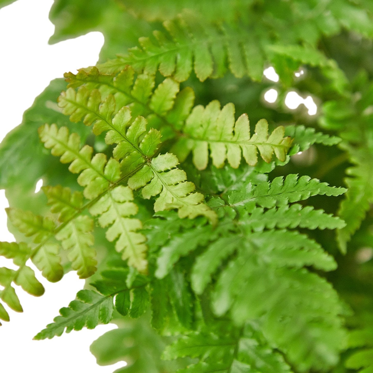Autumn' Fern | Live Plant for Indoor & Outdoor | for Living Room, Office, Bathroom | (6" Pot)
