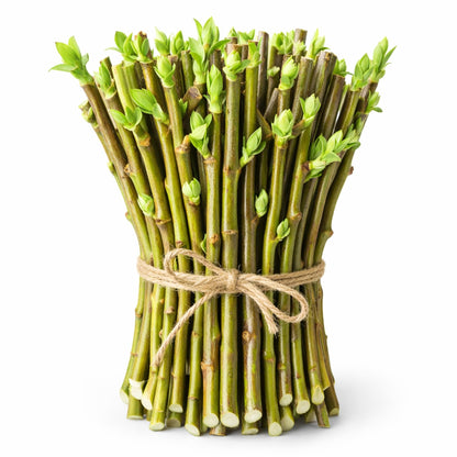 Hybrid Willow Tree Cuttings – Fast Growing Privacy & Shade Trees – Easy to Root Live Cuttings – Cold Hardy, High Yield Trees for Screens & Windbreak (10 Cuttings)