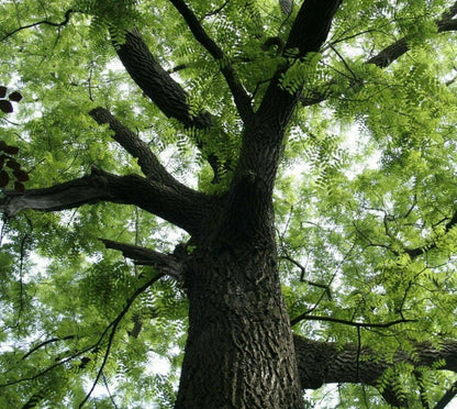Live Plant - Black Walnut Tree - 12-18" Tall Seedling - Live Plant - Juglans nigra
