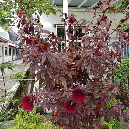 Cranberry Hibiscus Flowers Plants, 4 to 7 Inches Long, Hardy Hibiscus Plants Live for Gardening