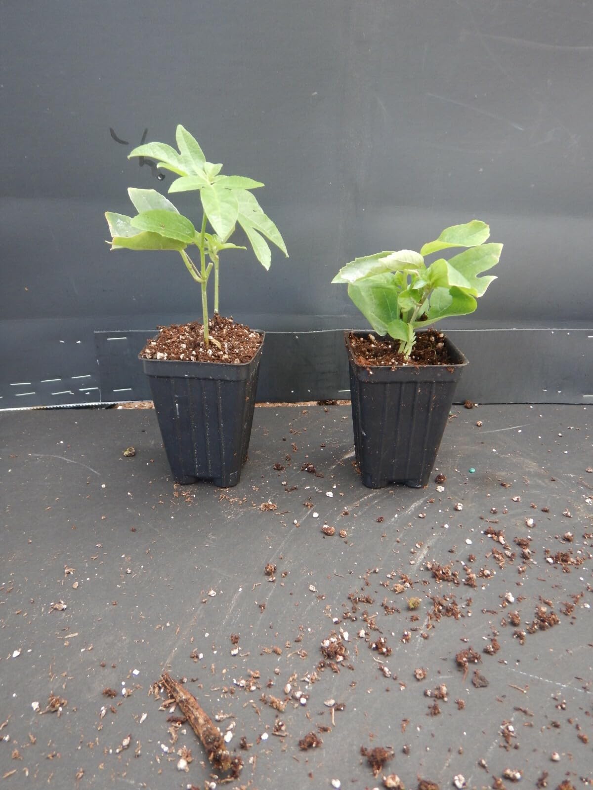 Live Plant - Lavender Lady Passiflora Starter Plant Passiflora X Alato Fragrant!