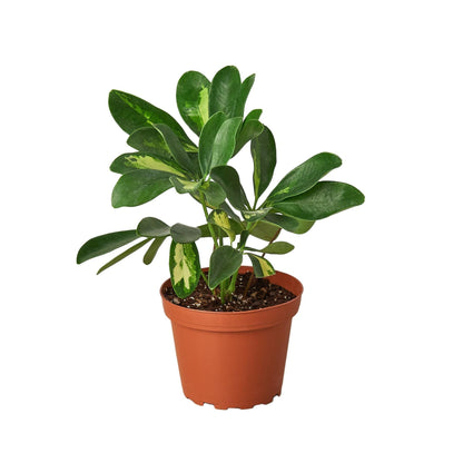 Schefflera Arboricola Variegated 'Umbrella Plant' | Live Plant for Indoor & Outdoor | for Living Room, Office, Bathroom | (4" Pot)