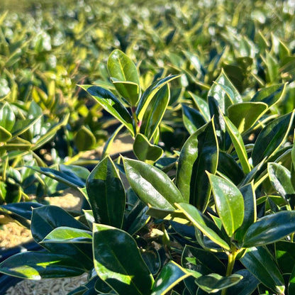 Carissa Holly (3 Gallon) - Evergreen Shrub