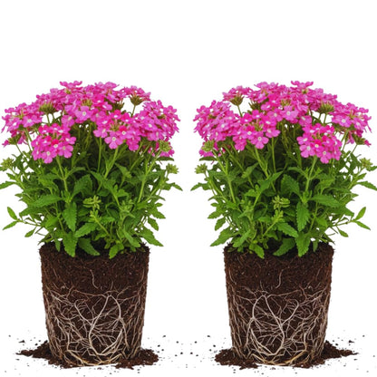 2 Pink Verbena Plants Live for Planting, Colorful Blooming Flower Plant, Verbena Live Plants, 5 to 7 Inc Tall