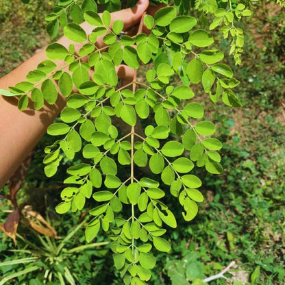 2 Moringa Trees Live Plants, Moringa Oleifera Drumstick Plant Live, 4 Inc Pot, Herb Garden Planting