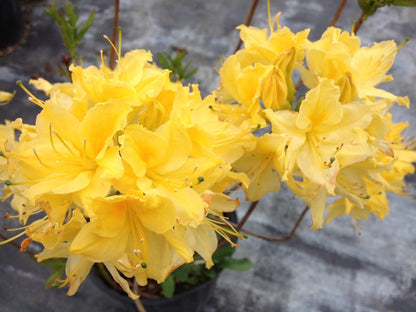 Live Plant - Lemon LIGHTSAromi Azalea Rhododendron HybridSTARTER Plant