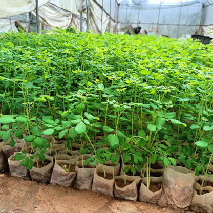 Sets 2 Live Malunggay Moringa Plants in One Pot for Planting, Oleifera Drumstick Horseradish Plants Live, 6 to 8 Inc Tall, Well-Rooted