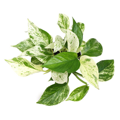 Marble Queen Pothos Plant in 4 Inch Planter Pot for Plants, Low Light Plants Live Houseplants, Pothos Live Plant Decor, Live Plants Indoor Plants Live Houseplants Live Indoor Plants by Plants for Pets
