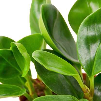 Peperomia Thailand | Live Plant for Indoor & Outdoor | for Living Room, Office, Bathroom | (3" Pot)