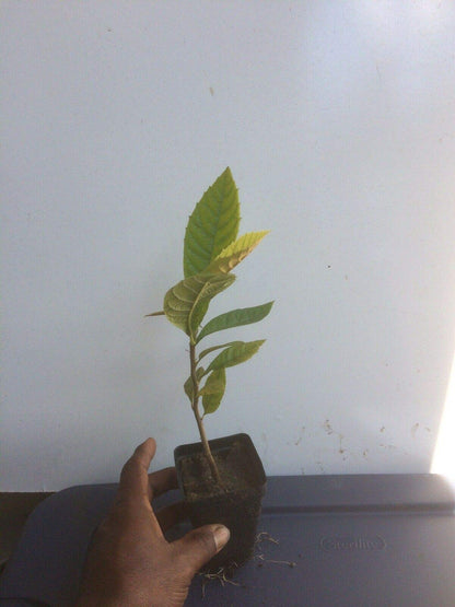 Loquat Tree (Eriobotrya Japonica), Live Tree, Japanese Plump Golden Color Fruit Tree (10-15 Inches)