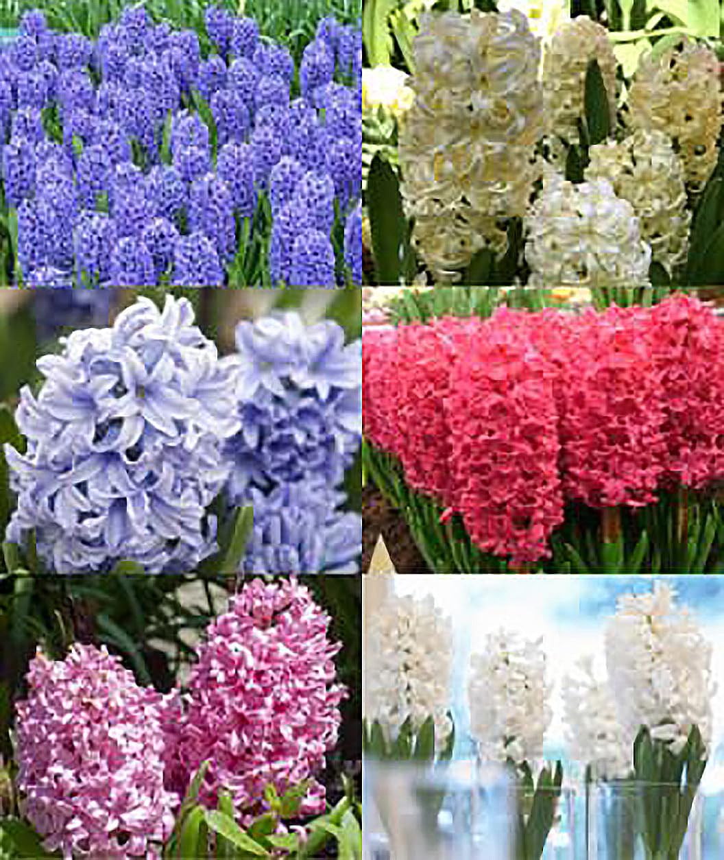 10 Gypsy Queen Hyacinths - Bare Root Bulbs Bulbs Only