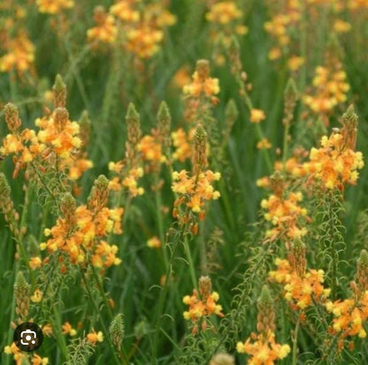 Live Plant - Orange bulbine-Bulbine frutescens-Small Rooted Starter Plant-Butterfly Host!
