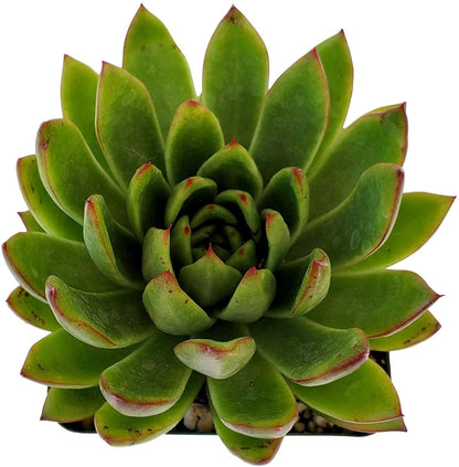 Live Green and Red Echeveria Agavoides Lipstick Succulent Plant - Stunning Rosette Drought-Tolerant Indoor/Outdoor Decor - Unique and Hardy Cactus Variety Rooted in Soil with Pot