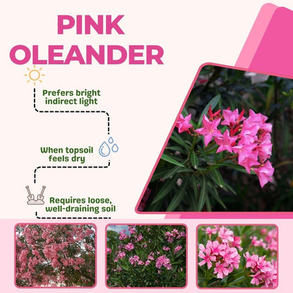 Pink Oleander Live Plant 4-8 Inch Tall, Pink Oleander Plants Live for Garden, Flowering Outdoor Shrub for Planting