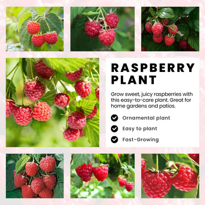 Pack 4 Raspberry Bushes Live Plants, No Pot, Everbearing Red Raspberry Plants Live for Planting, 5-9 Inc in Tall, Zones 4-8 Cold Hardy (Sweet Red Caroline)
