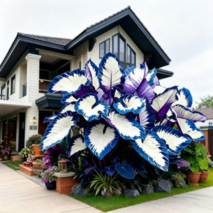 JWDSKT Fast Growing Elephant Ear Pattern - Excellent Landscaping Appeal, Ideal for Shade Gardens, Drought-Tolerant, Striking Colors and Patterns (6)