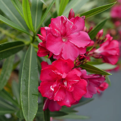 Proven Winners Ol! Bicolor Red Oleander (Nerium Oleander) Live Plant, 4.5" Qt, 4 Pack