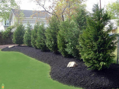 Live Plant - 20 Leyland Cypress Trees - 6-12" Tall Live Plants - Evergreen - Ships Bareroot