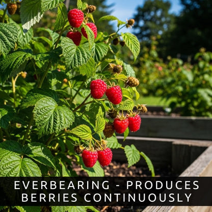 Joan J Raspberry Plants – Thornless Red Raspberry with Large Sweet Berries – Everbearing Fruit Plants for Home Gardens (10 Plants)