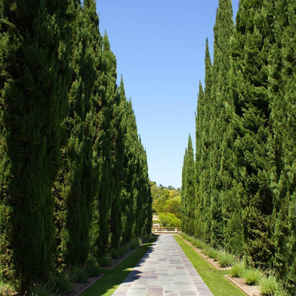 Brighter Blooms - Italian Cypress Tree, 1-2 ft. - No Shipping to AK, AZ, HI