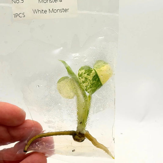 Monstera White Monster Tissue Culture Plant | Monsteras Albo Variegated Plantlet | Indoor Tropical House Plants Gifts | Houseplants (Heat Pack Included)