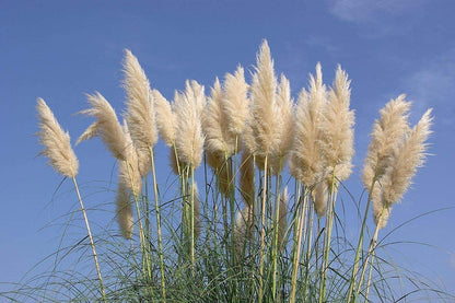 Pampas Grass | Cortaderia Selloana | 40 Live Plants | Flowering Ornamental Foliage