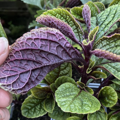 Plectranthus Purple Swedish Ivy Plant Live Houseplants Indoors Live Swedish Ivy Mint Herbs, in 4 Inc Pot