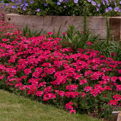 Pack 4 Pink Perennial Verbena Plants, Pink Verbena Live Plants, Verbena Flower Trailing Plants Live for Planting, Pink Verbena Plants in Zones 7 to 11
