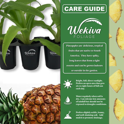 Elite Gold Pineapple Plant - 1 Live Starter Plant - Ananas Comosus - Edible and Fruit Bearing for Patio and Garden
