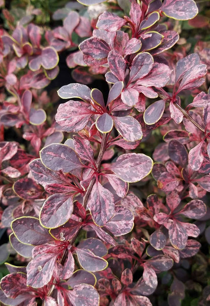 Live Plant - Rose Glow Barberry Shrub, 6-12" Tall Live Plant, Berberis thunbergii 'Rose Glow'