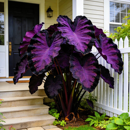 FEWSDVBX Elephant Ear for Planting Garden - Mixed Varieties, Colorful Foliage，Elephant Ear for Outdoor Garden Landscapes (6)