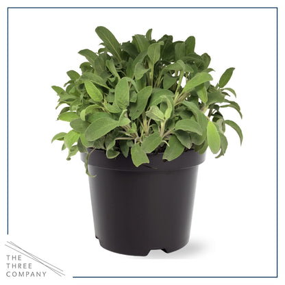 Live Aromatic and Edible Herbs - Assorted Varieties (4 Per Pack) - Lemon Verbena, Eucalyptus, Mint, Lavender - 6" Tall by 3" Wide in 1 Pint Pot