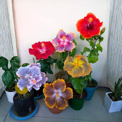 3 Hardy Hibiscus Plants Live, Well Rooted Hibiscus Flower 4-7'' Tall, Flowering Shrub for Garden or Containers Planting (Mix)