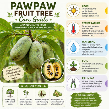 Paw Paw Tree Live Plant 6–12″ Tall, Hardy Paw Paw Plant, Sweet Pawpaw Tree for Outdoor or Container Growing