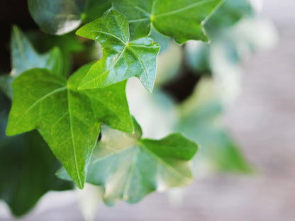English Ivy Heart - Live Plant in a 6 Inch Pot - Hedera Helix - Florist Quality Beautiful Easy Care Indoor Air Purifying Topiary Houseplant Vine
