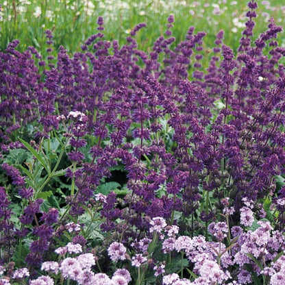 Violet Blue Purple Sage Live Plant, Salvia Plant Live Herb for Grow Indoors Outdoor in 3 Inch Pot