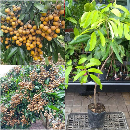 2 Longan Trees Live Plants Tropical Fruit 8-12" Tall Seedling, Zones 9-11