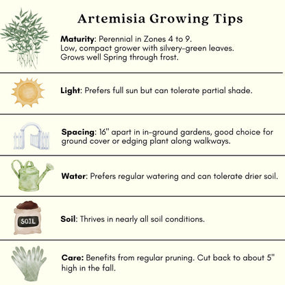 Clovers Garden Artemisia Silver Mound Plants – Two (2) Live Plants – Non-GMO - Not Seeds - Each 4" to 8" Tall – in 4" Inch Pots – Perfect Edging Plant, Tolerates Drought