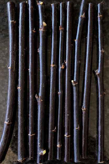 Blackskin Willow Bush Cuttings for Growing - Stunning Black Bark, Great for Privacy and Basket Weaving, Vase Filler or Crafts (10 Count)